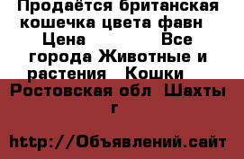 Продаётся британская кошечка цвета фавн › Цена ­ 10 000 - Все города Животные и растения » Кошки   . Ростовская обл.,Шахты г.